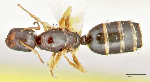 Colobopsis flavolimbata specimen FOCOL2503 image focol2503_1