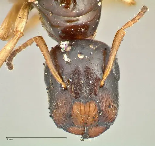 Colobopsis flavolimbata specimen FOCOL2503 image focol2503_2