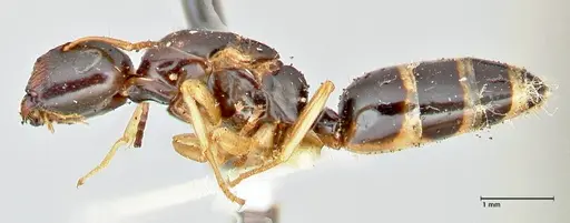 Colobopsis flavolimbata specimen FOCOL2503 image focol2503_3