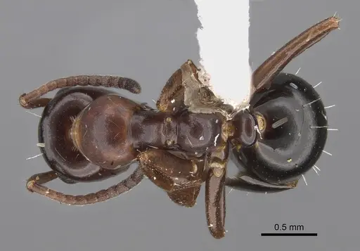 Colobopsis gasseri specimen CASENT0217658 image casent0217658_1