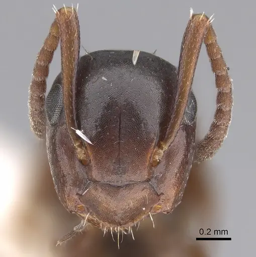 Colobopsis gasseri specimen CASENT0217658 image casent0217658_2