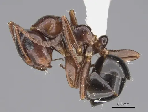Colobopsis gasseri specimen CASENT0217658 image casent0217658_3