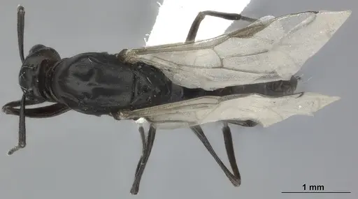 Colobopsis gasseri specimen CASENT0246002 image casent0246002_1