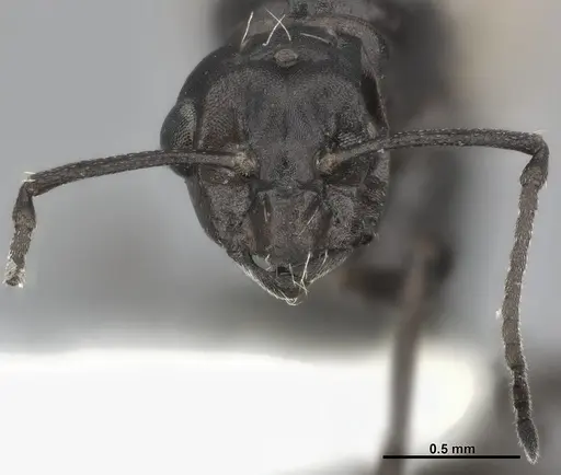 Colobopsis gasseri specimen CASENT0246002 image casent0246002_2