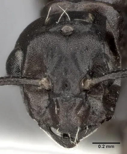 Colobopsis gasseri specimen CASENT0246002 image casent0246002_3
