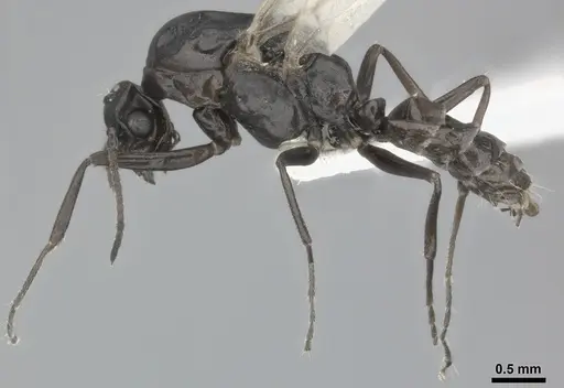 Colobopsis gasseri specimen CASENT0246002 image casent0246002_4