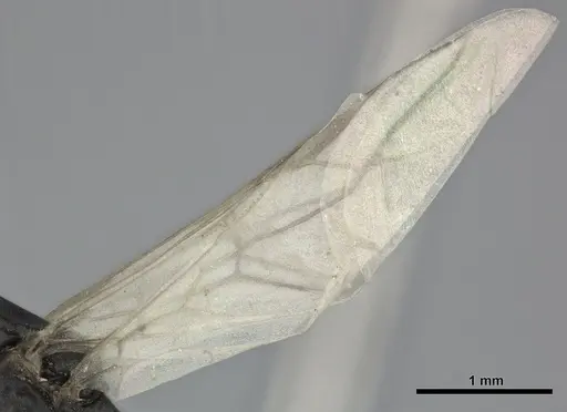 Colobopsis gasseri specimen CASENT0246002 image casent0246002_5