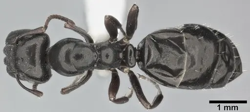 Colobopsis gasseri specimen CASENT0246635 image casent0246635_1
