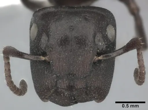 Colobopsis gasseri specimen CASENT0246635 image casent0246635_2
