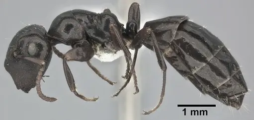 Colobopsis gasseri specimen CASENT0246635 image casent0246635_3