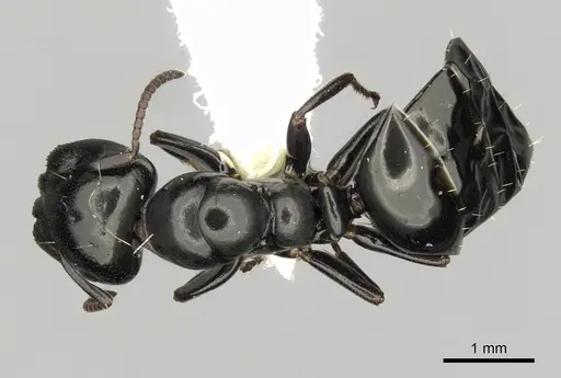 Colobopsis gasseri specimen CASENT0280185 image casent0280185_1