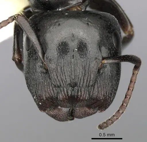 Colobopsis gasseri specimen CASENT0280185 image casent0280185_2
