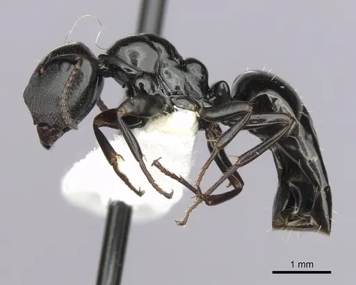 Colobopsis gasseri specimen CASENT0280185 image casent0280185_3