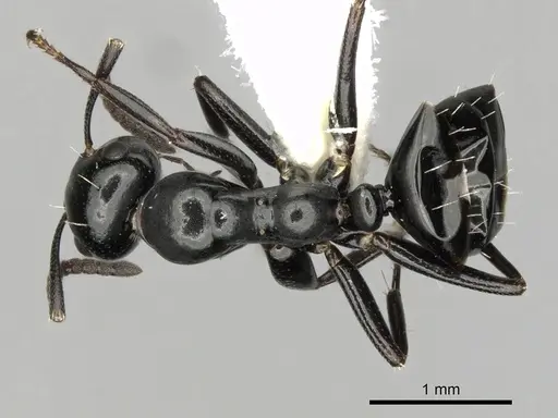 Colobopsis gasseri specimen CASENT0280186 image casent0280186_1