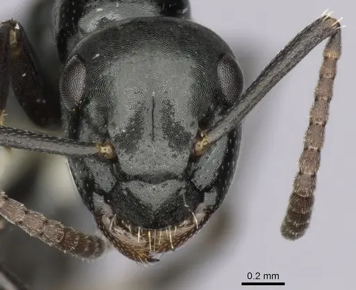 Colobopsis gasseri specimen CASENT0280186 image casent0280186_2