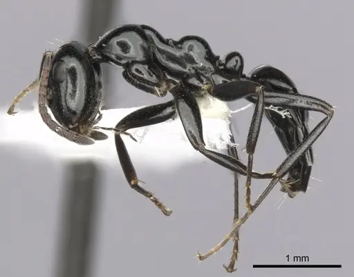 Colobopsis gasseri specimen CASENT0280186 image casent0280186_3
