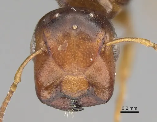 Colobopsis gasseri specimen CASENT0887750 image casent0887750_1