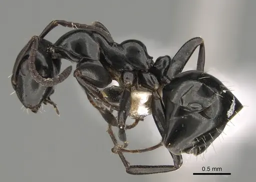 Colobopsis gasseri specimen CASENT0887750 image casent0887750_2
