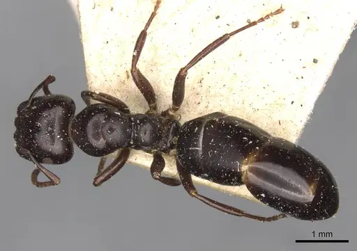 Colobopsis gasseri specimen CASENT0910599 image casent0910599_1