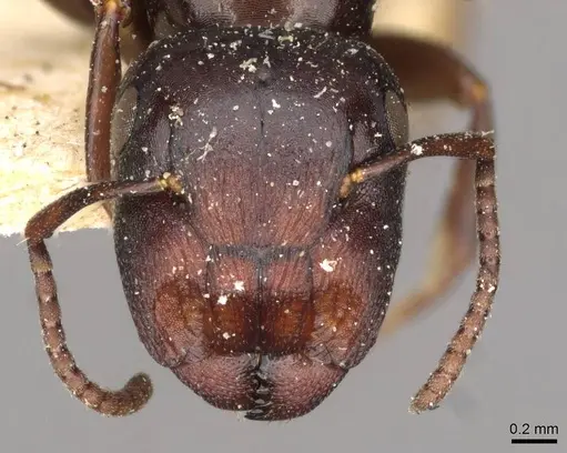 Colobopsis gasseri specimen CASENT0910599 image casent0910599_2