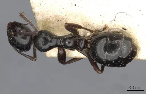 Colobopsis gasseri specimen CASENT0910600 image casent0910600_1