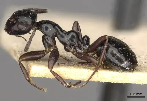 Colobopsis gasseri specimen CASENT0910600 image casent0910600_3