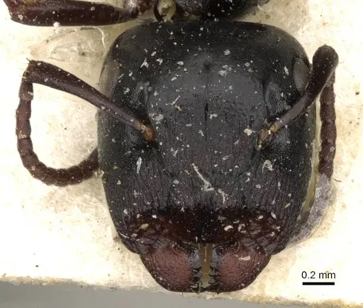 Colobopsis gasseri specimen CASENT0910601 image casent0910601_2