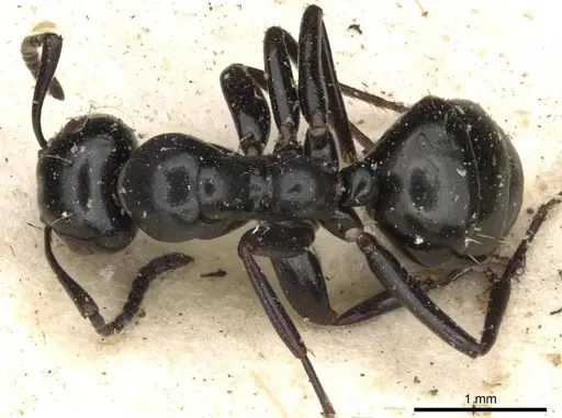 Colobopsis gasseri specimen CASENT0910602 image casent0910602_1