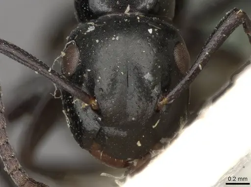 Colobopsis gasseri specimen CASENT0910602 image casent0910602_2