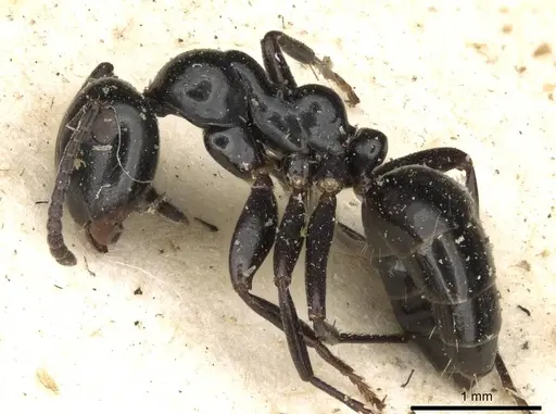 Colobopsis gasseri specimen CASENT0910602 image casent0910602_3