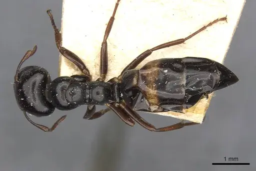 Colobopsis gasseri specimen CASENT0910603 image casent0910603_1