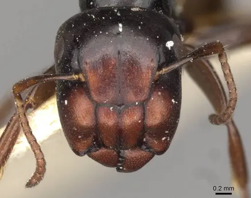 Colobopsis gasseri specimen CASENT0910603 image casent0910603_2