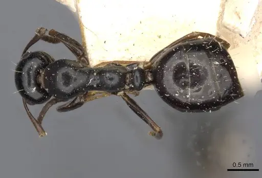 Colobopsis gasseri specimen CASENT0910604 image casent0910604_1
