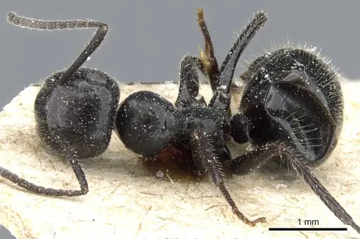 Colobopsis horripilus specimen CASENT0905462 image casent0905462_1