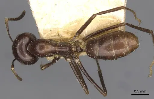 Colobopsis hosei specimen CASENT0910605 image casent0910605_1