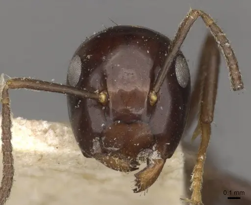 Colobopsis hosei specimen CASENT0910605 image casent0910605_2