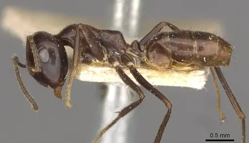Colobopsis hosei specimen CASENT0910605 image casent0910605_3