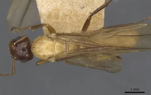 Colobopsis hosei specimen CASENT0910606 image casent0910606_1