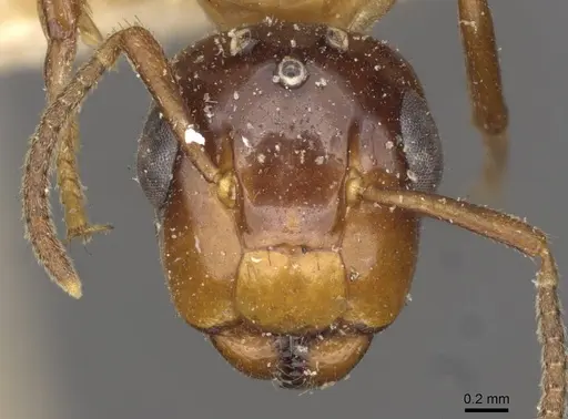 Colobopsis hosei specimen CASENT0910606 image casent0910606_2