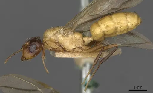 Colobopsis hosei specimen CASENT0910606 image casent0910606_3