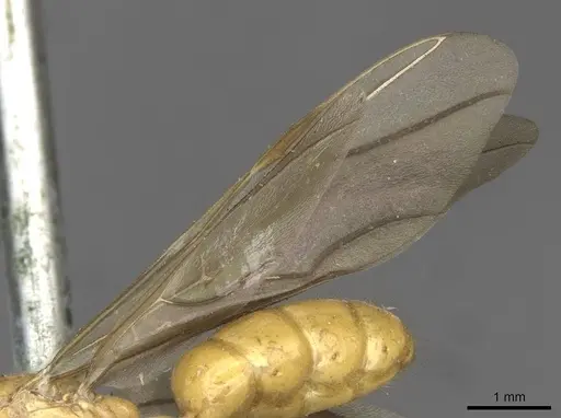Colobopsis hosei specimen CASENT0910606 image casent0910606_4