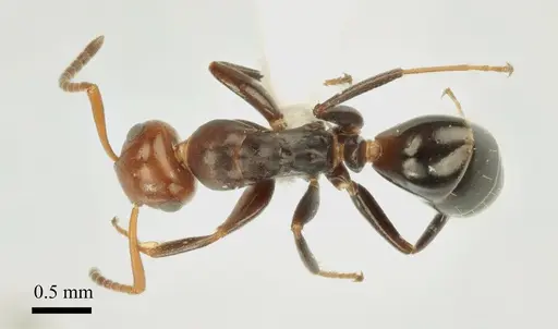 Colobopsis imitans specimen ANTWEB1041481 image antweb1041481_1