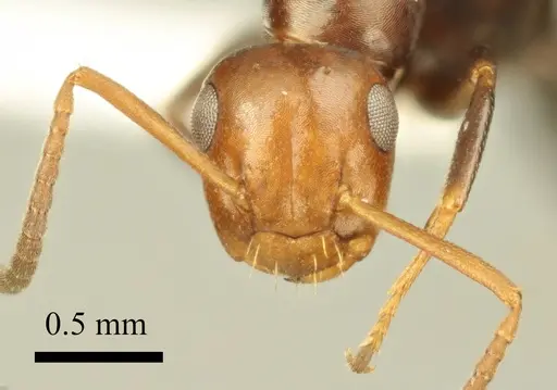 Colobopsis imitans specimen ANTWEB1041481 image antweb1041481_2