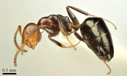 Colobopsis imitans specimen ANTWEB1041481 image antweb1041481_3
