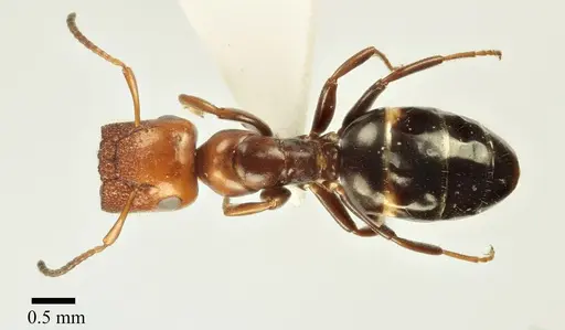 Colobopsis imitans specimen ANTWEB1041482 image antweb1041482_1