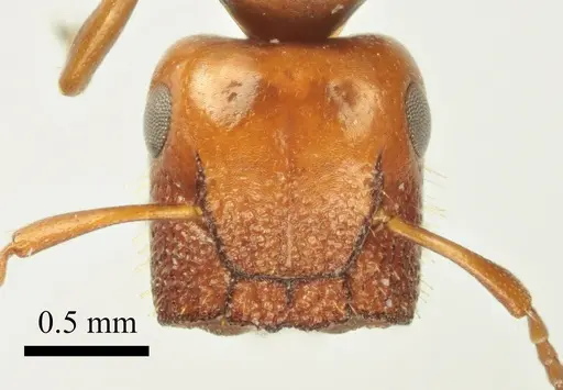 Colobopsis imitans specimen ANTWEB1041482 image antweb1041482_2