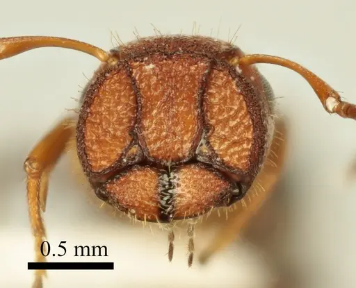 Colobopsis imitans specimen ANTWEB1041482 image antweb1041482_3