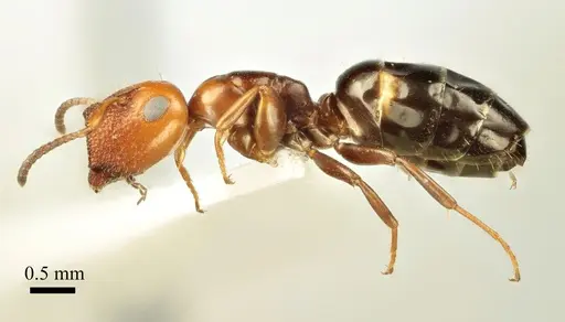 Colobopsis imitans specimen ANTWEB1041482 image antweb1041482_4