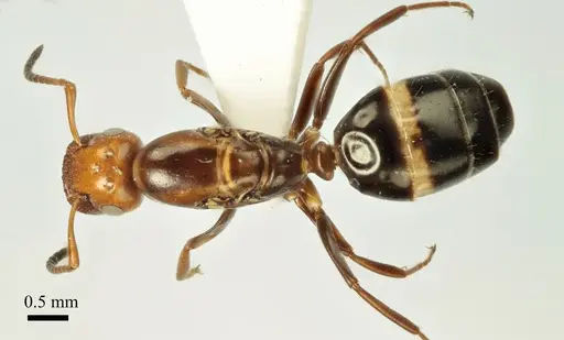 Colobopsis imitans specimen ANTWEB1041483 image antweb1041483_1