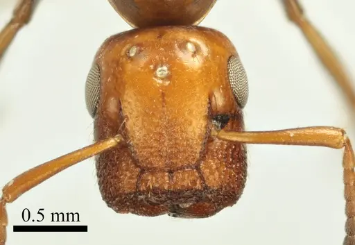 Colobopsis imitans specimen ANTWEB1041483 image antweb1041483_2
